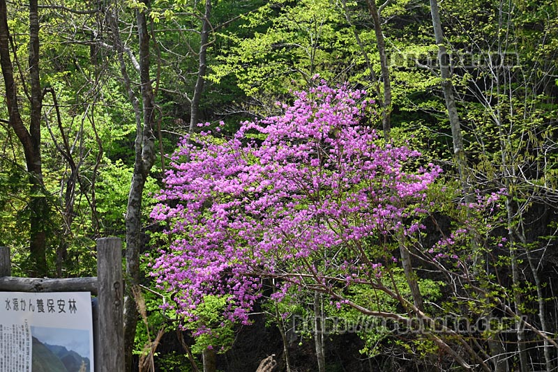 祖母山・四季見橋登山口コース
