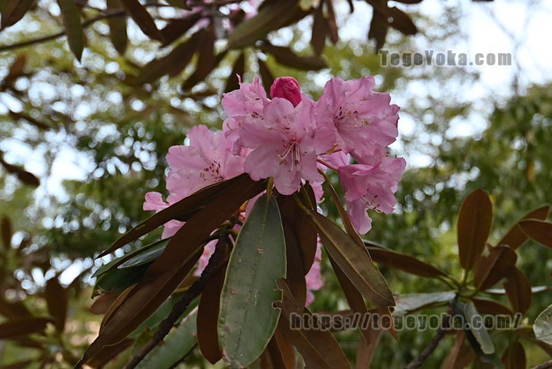 祖母山・四季見橋登山口コース