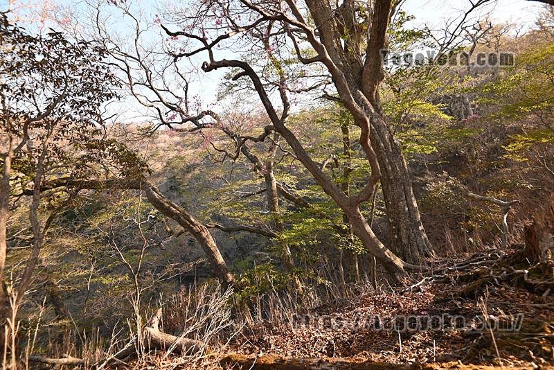 祖母山・四季見橋登山口コース
