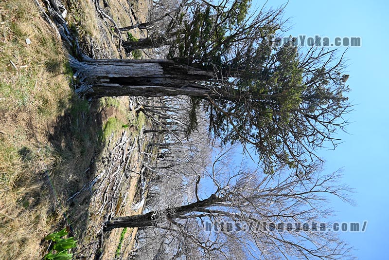 祖母山・四季見橋登山口コース