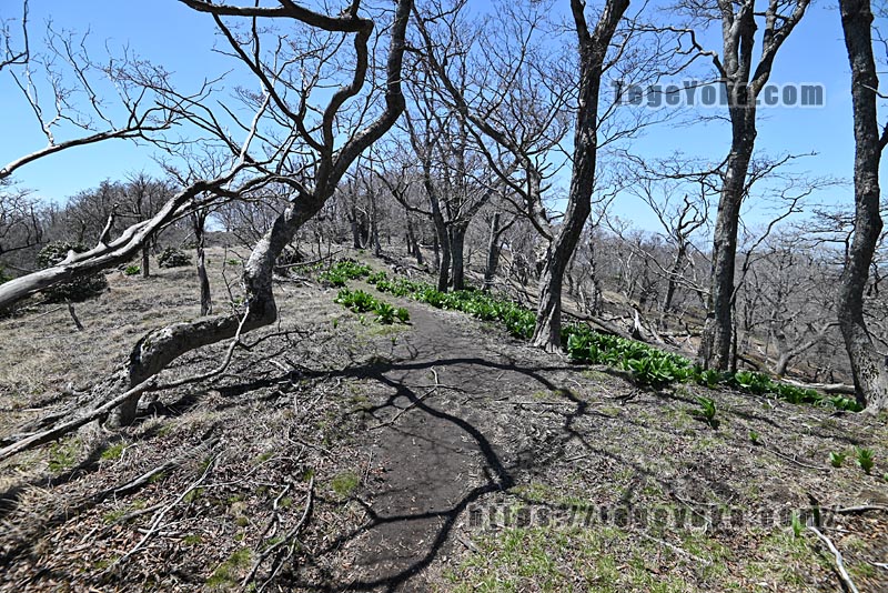 祖母山・四季見橋登山口コース