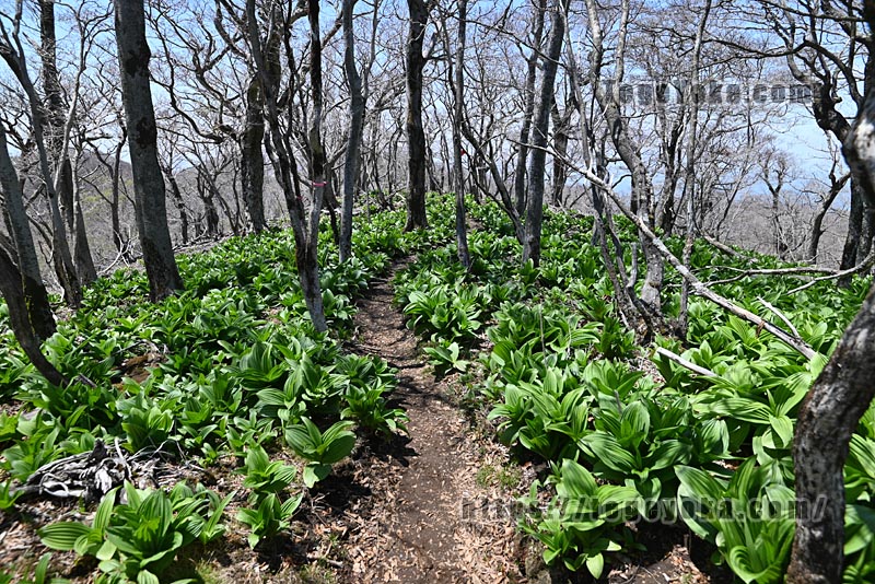 祖母山・四季見橋登山口コース