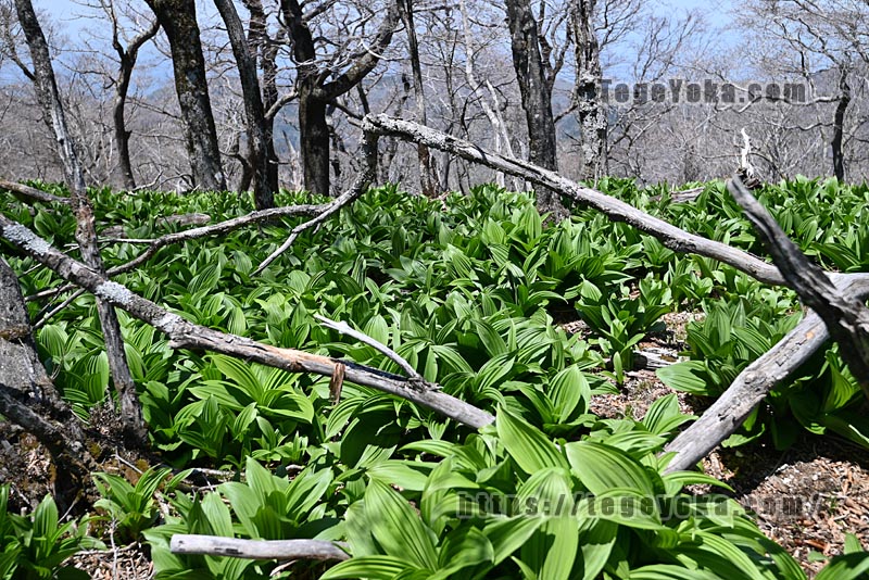 祖母山・四季見橋登山口コース