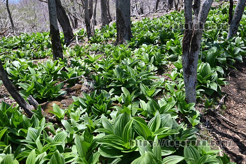 祖母山・四季見橋登山口コース