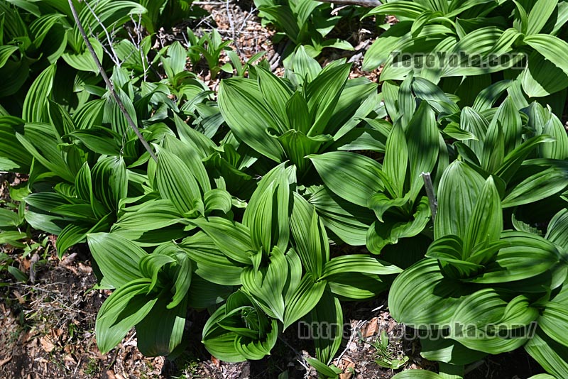 祖母山・四季見橋登山口コース