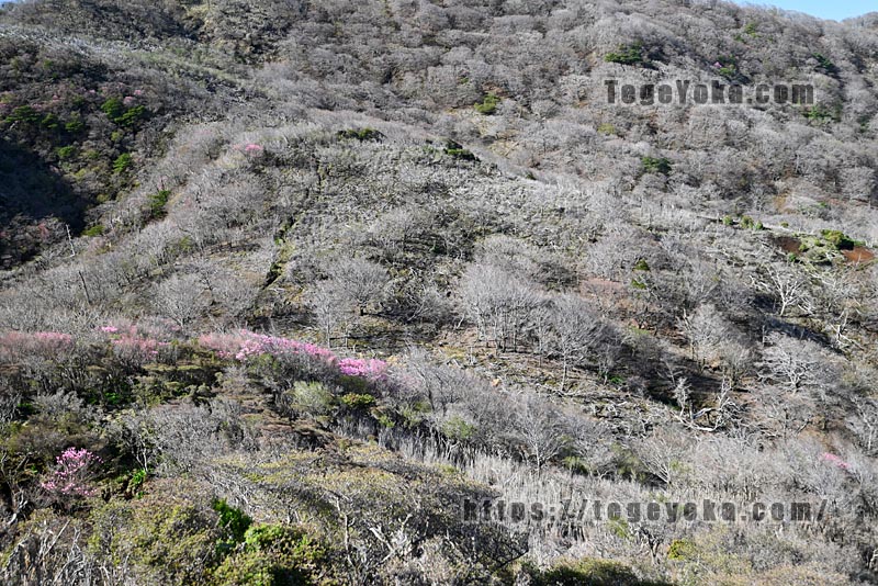 祖母山・四季見橋登山口コース