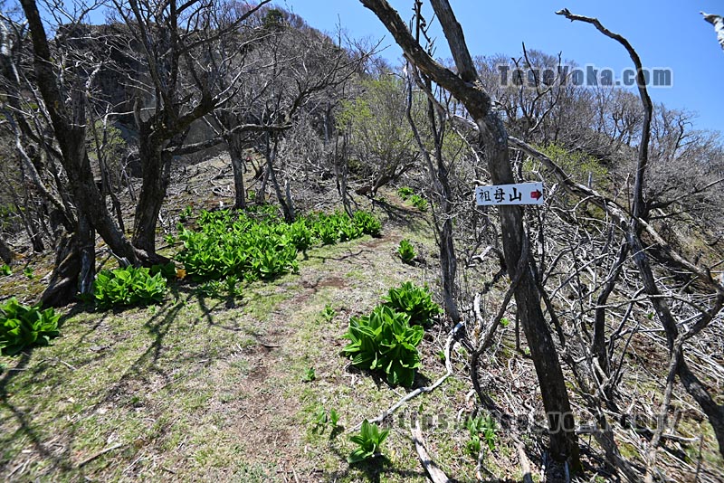 祖母山・四季見橋登山口コース