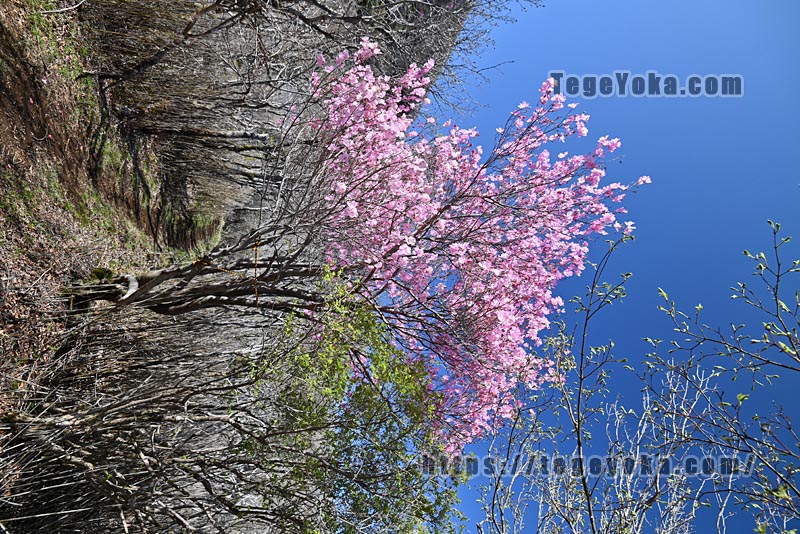 祖母山・四季見橋登山口コース