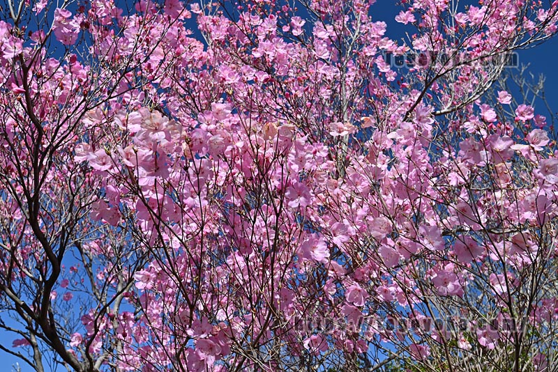 祖母山・四季見橋登山口コース
