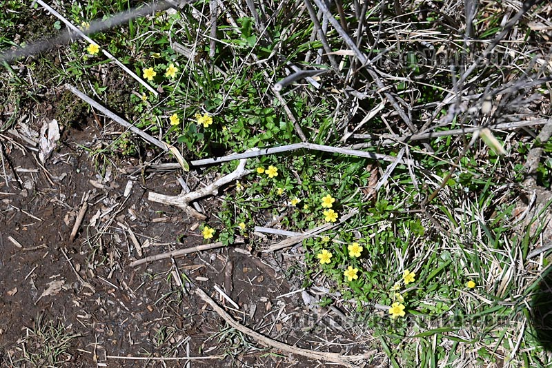 祖母山・四季見橋登山口コース