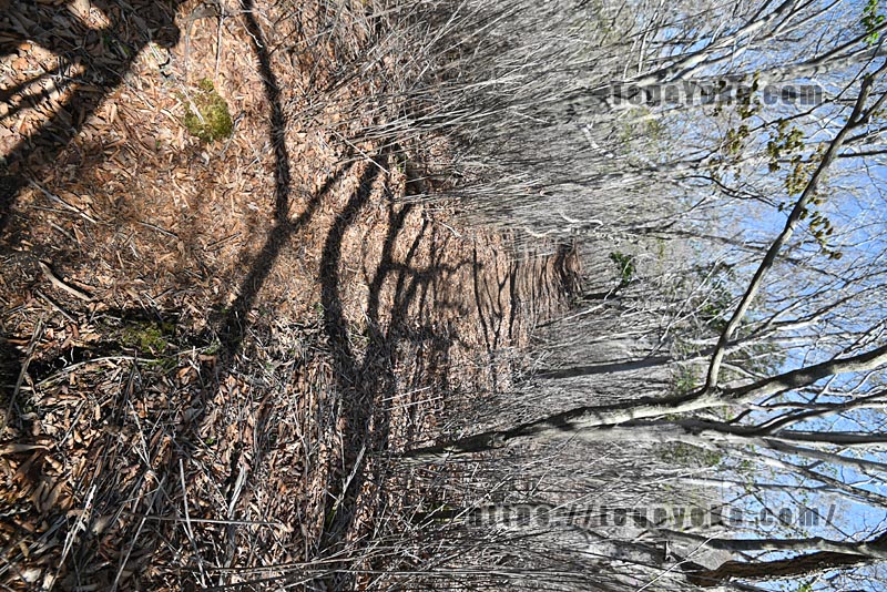 祖母山・四季見橋登山口コース